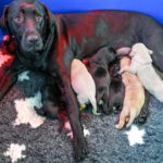 2026-ten-puppies-born-january-1052767662.jpg