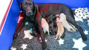 2026-ten-puppies-born-january-1052767662.jpg