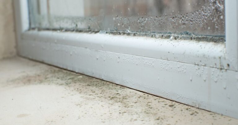 2_Black-mold-fungus-growing-on-windowsill-Dampness-problem-concept-Condensation-on-the-window.jpg
