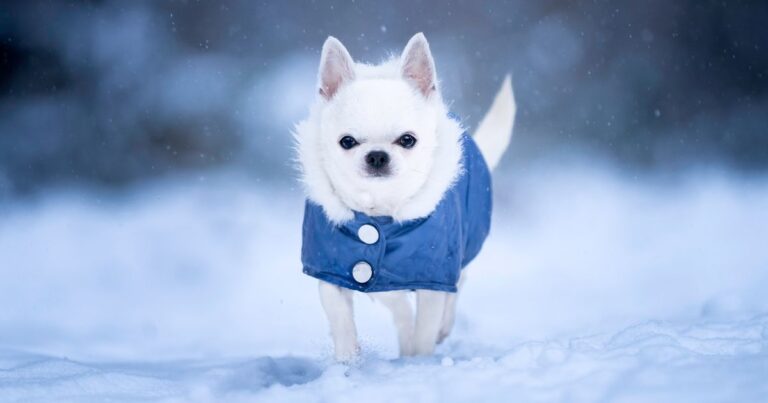 2_Dog-in-snow.jpg