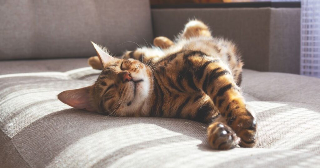 3_Bengal-cat-lying-on-sofa-and-smilingjpgpart.jpg