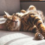 3_Bengal-cat-lying-on-sofa-and-smilingjpgpart.jpg