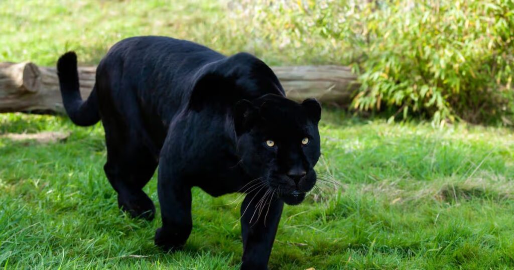 3_Black-Jaguar-Stalking-through-Grass.jpg
