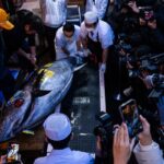 APTOPIX_Japan_Tuna_Auction_18750.jpg