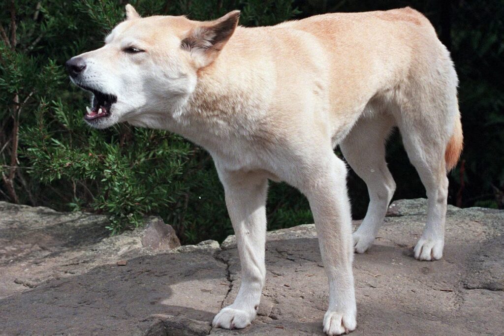 Australia_Dingoes_43443.jpg