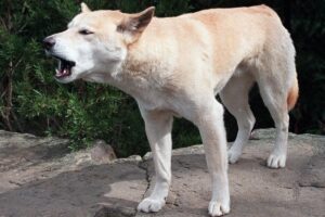 Australia_Dingoes_43443.jpg