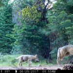 California_Gray_Wolves_26836.jpg