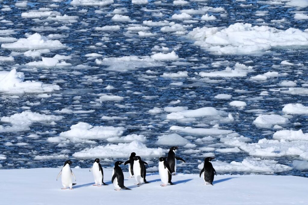 Climate_Penguins_50409.jpg