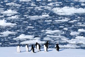 Climate_Penguins_50409.jpg