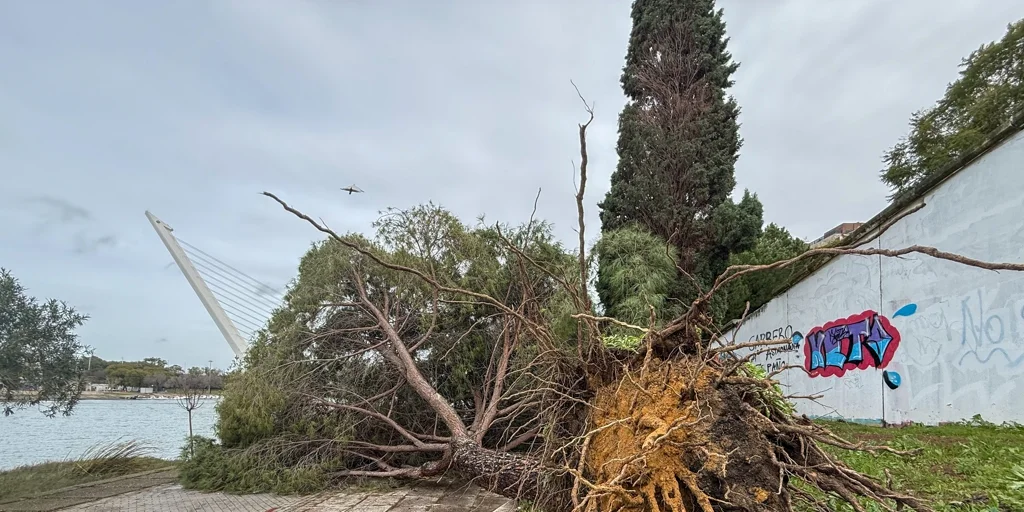 EuropaPress_7249908_arbol_grandes_dimensiones_cae_accion_fuerte_viento_temporal_asola_toda-U62683338.webp