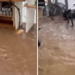 Otterton-Mill-devastated-by-Storm-Chandra-flooding.png