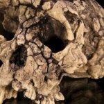 Sahelanthropus_tchadensis_-_TM_266-01-060-1-U75422372804wJu-1024x512@diario_abc.jpg