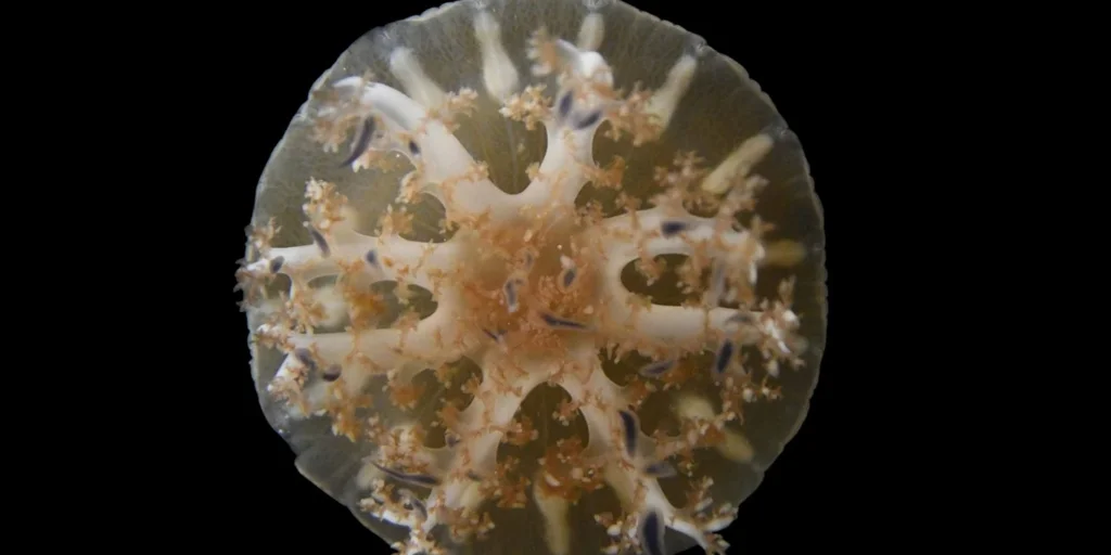 Sleeping20jellyfish-U23727043611fis-1024x512@diario_abc.jpg