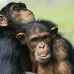chimpances-U77453050173upe-1024x512@diario_abc.jpg