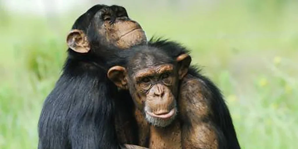 chimpances-U77453050173upe-1024x512@diario_abc.jpg