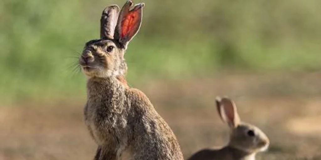 conejos-medidas-U14532117260Tgv-1024x512@diario_abc.jpg