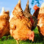 group-hens-foraging-together-sunny-982440175_d7db1c.jpg