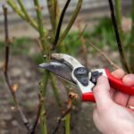 hand-holds-secateurs-cuts-branch-1055020847_4bc671.jpg
