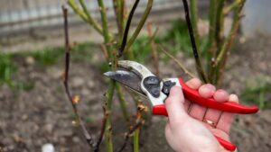 hand-holds-secateurs-cuts-branch-1055020847_4bc671.jpg