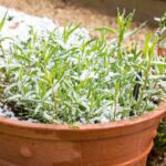 herb-plant-terracotta-plant-late-1055255495.webp.jpeg