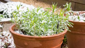 herb-plant-terracotta-plant-late-1055255495.webp.jpeg