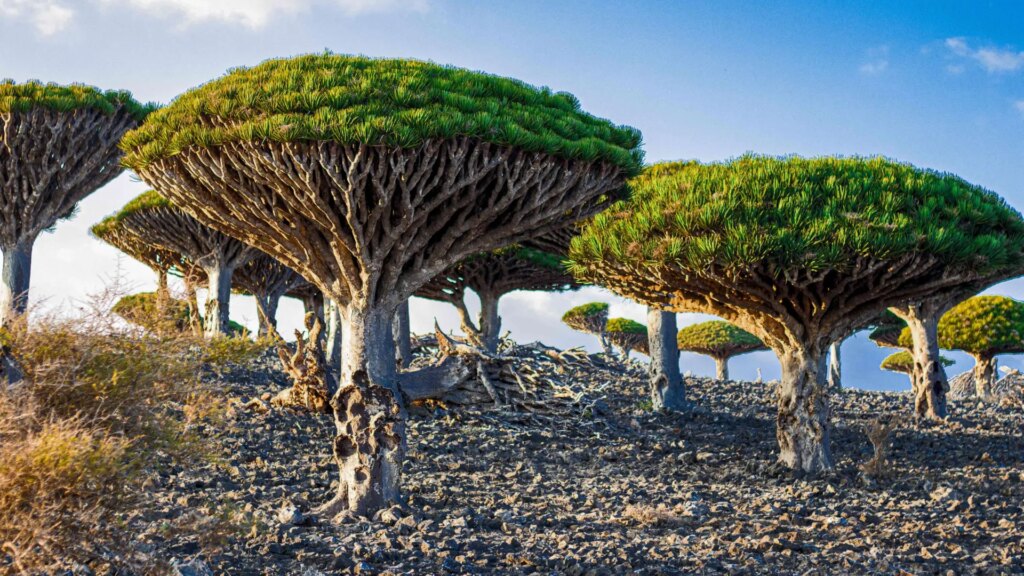 la-flora-de-las-islas-yemenies-de-socotra.jpeg