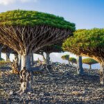 la-flora-de-las-islas-yemenies-de-socotra.jpeg