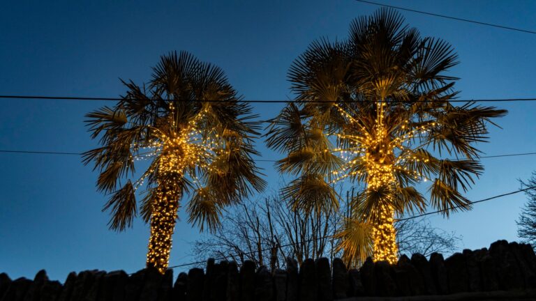 palm-trees-decorated-fairy-lights-1049705909.jpg