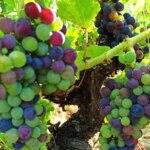 uvas-ical-U50683804025fnt-1024x512@diario_abc.jpg