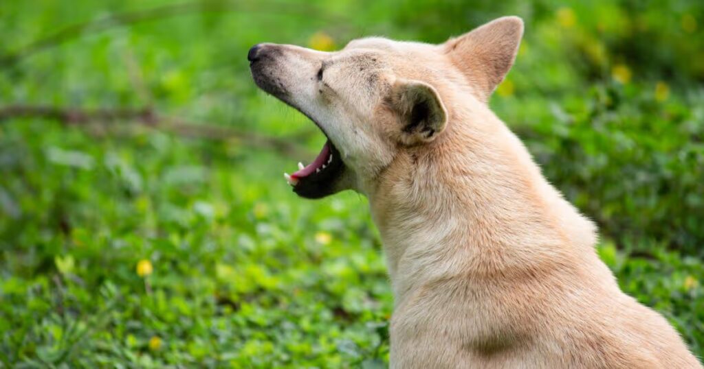 0_A-brown-dog-sitting-on-grass-ground-and-yawn-in-summer-day.jpg