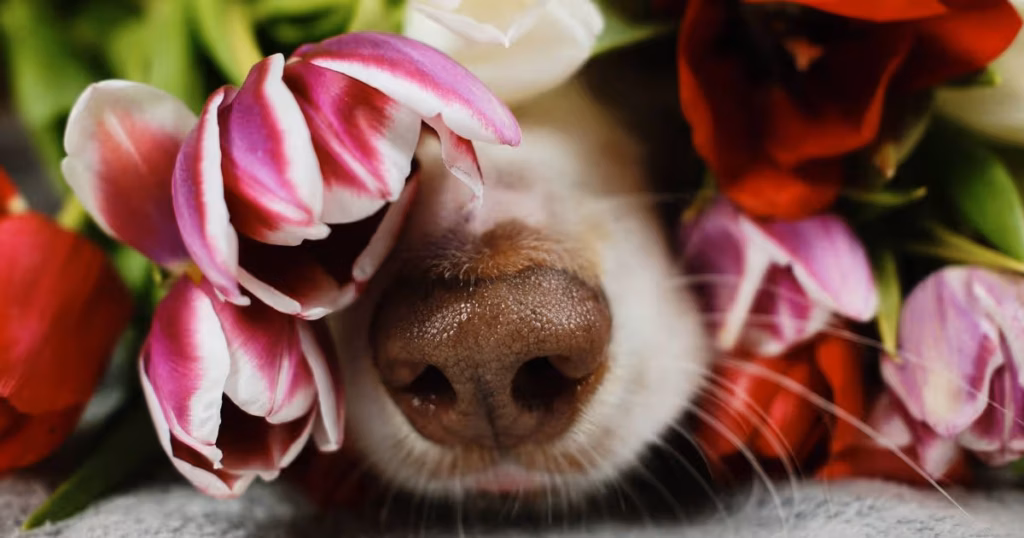 0_Brown-Australian-shepherd-dog-nose-in-flowers-close-up-Spring-background-with-cute-pet-and-tulips.avif
