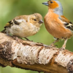 0_Chaffinch-Scientific-name-Fringilla-coelebs-adult-male-Chaffinch-with-scaly-leg-mites-perched-on-a.avif