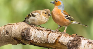 0_Chaffinch-Scientific-name-Fringilla-coelebs-adult-male-Chaffinch-with-scaly-leg-mites-perched-on-a.avif