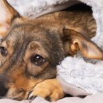 0_Cozy-pet-relaxing-under-a-blanket-indoors-during-winter-promoting-comfort-and-care.jpg
