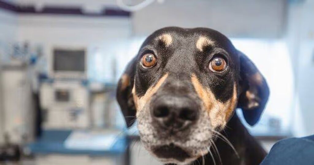 0_Frightened-dog-in-veterinary-clinic.jpg