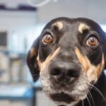 0_Frightened-dog-in-veterinary-clinic.jpg