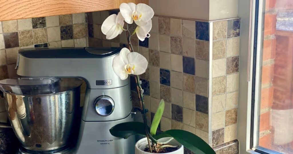 0_I-made-my-flowerless-orchid-bloom-for-3-months-after-doing-1-simple-thing.jpg