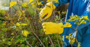 0_Pruning-currant-bushes-The-pruner-in-the-hands-of-the-gardener.jpg