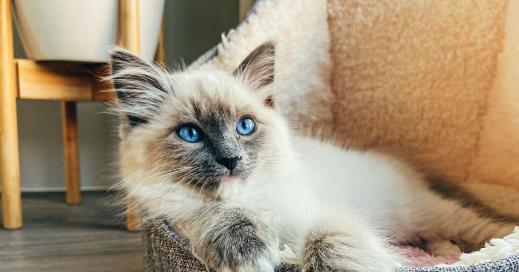 1_Ragdoll-Kitten-sitting-relaxed-in-wool-bed.jpg