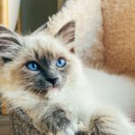 1_Ragdoll-Kitten-sitting-relaxed-in-wool-bed.jpg