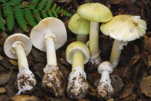 California-Mushroom-Poisoning_16640.jpg