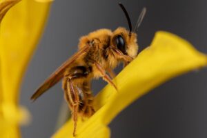 Photographing_Bees_81598.jpg
