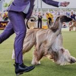 Westminster_Dog_Show_101_55828.jpg