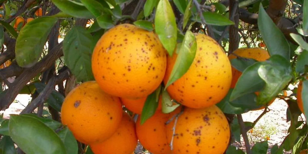 naranjas-mancha-negra-U06653231441HnH-1024x512@diario_abc.jpg